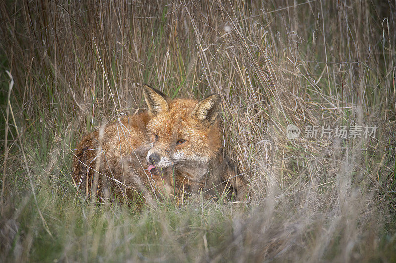 红狐(Vulpes Vulpes)